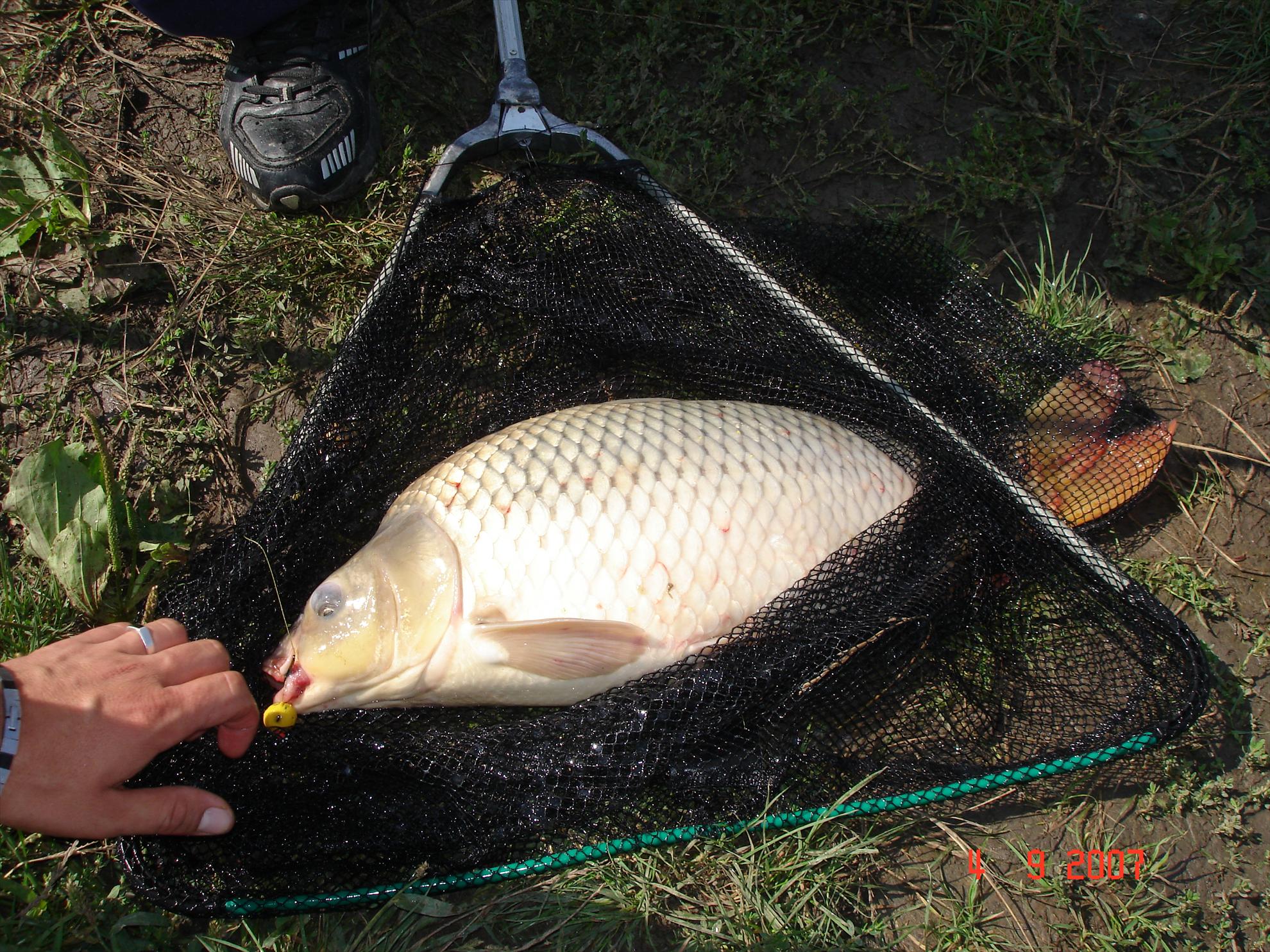 Moara Vlasiei 2007 - dsc05290.JPG